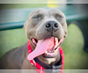 American Pit Bull Terrier-Unknown Mix Dogs for adoption in Orlando, FL, USA