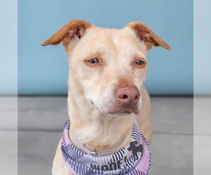 Chihuahua-Unknown Mix Dogs for adoption in Pasadena, CA, USA