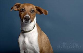 Jack Russell Terrier-Unknown Mix Dogs for adoption in Florence, AL, USA