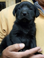 Sheprador Dogs for adoption in Baileyton, AL, USA