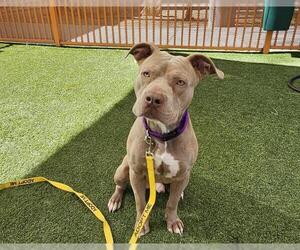 American Pit Bull Terrier-Unknown Mix Dogs for adoption in Las Vegas, NV, USA