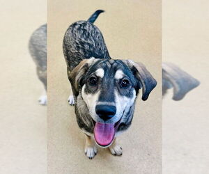 Gerberian Shepsky Dogs for adoption in Derwood, MD, USA