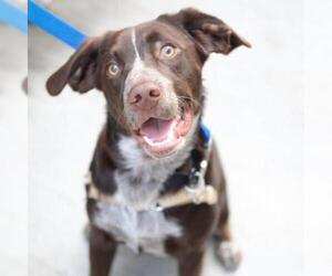 Pointer Dogs for adoption in Woodside, NY, USA