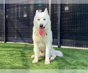 Siberian Husky Dogs for adoption in Orange, CA, USA