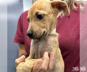 Mutt Dogs for adoption in Washington, DC, USA