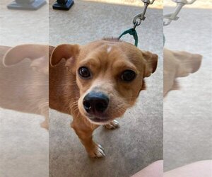 Chiweenie Dogs for adoption in Forest, VA, USA