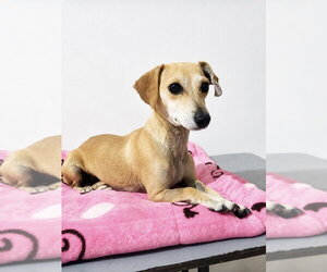 Chiweenie Dogs for adoption in San Diego, CA, USA