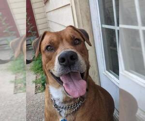 Labrador Retriever Dogs for adoption in Zimmerman, MN, USA