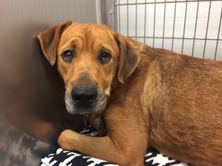 Rhodesian Ridgeback Dogs for adoption in Maumelle, AR, USA