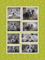 American Bulldog-Unknown Mix Dogs for adoption in Bronx, NY, USA