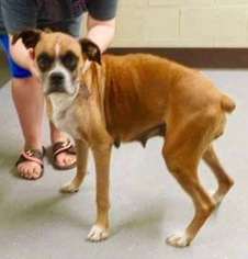 Boxer Dogs for adoption in Tonawanda , NY, USA