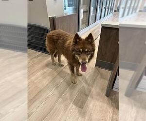 Alaskan Malamute Dogs for adoption in Pearland, TX, USA