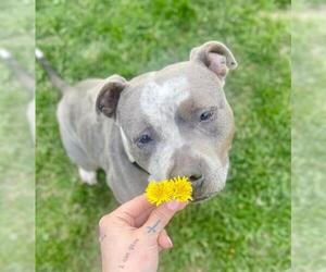 American Pit Bull Terrier Dogs for adoption in Center Township, PA, USA