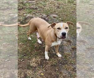 Labrador Retriever-Unknown Mix Dogs for adoption in Conroe, TX, USA