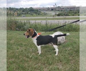 Beagle Dogs for adoption in Livonia, MI, USA