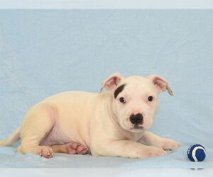 Boxer-Unknown Mix Dogs for adoption in Oroville, CA, USA