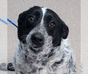 Mutt Dogs for adoption in Canton, CT, USA