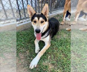 German Shepherd Dog Dogs for adoption in Riverside, CA, USA