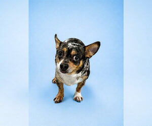Chihuahua Dogs for adoption in Westminster, MD, USA