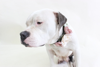 American Bulldog Dogs for adoption in West Hollywood, CA, USA