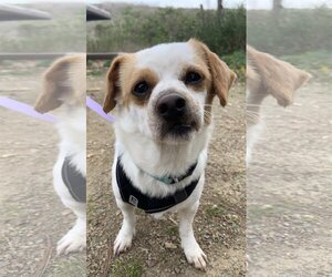 Chihuahua-Unknown Mix Dogs for adoption in Victorville, CA, USA