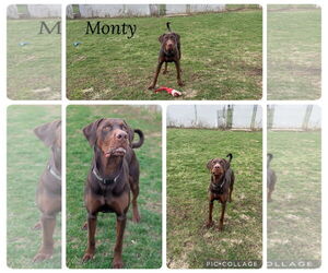 Great Dane-Labrador Retriever Mix Dogs for adoption in Kewanee, IL, USA