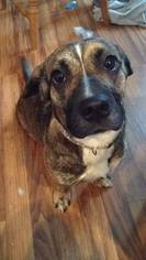 Basschshund Dogs for adoption in Nashville, TN, USA