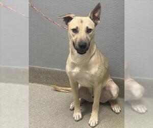 German Shepherd Dog-Unknown Mix Dogs for adoption in Las Vegas, NV, USA