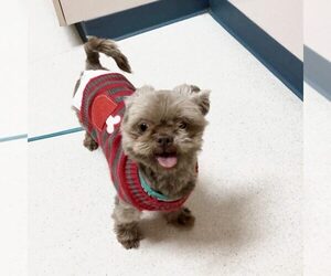 Shih Tzu Dogs for adoption in Spring Lake, NC, USA