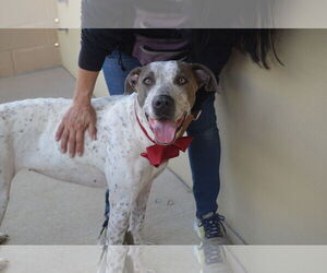 Pointer-Unknown Mix Dogs for adoption in McKinney, TX, USA