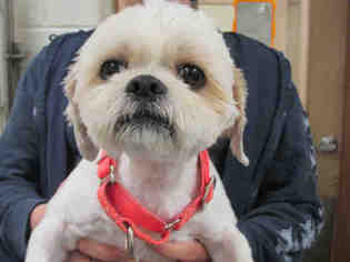 Lhasa Apso Dogs for adoption in Springfield, MA, USA
