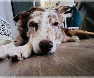 Border Collie-Unknown Mix Dogs for adoption in Princeton, MN, USA
