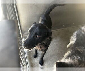 Labrador Retriever-Unknown Mix Dogs for adoption in San Bernardino, CA, USA