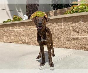 American Pit Bull Terrier-Unknown Mix Dogs for adoption in Orange, CA, USA