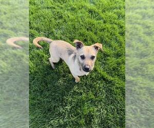 Chihuahua Dogs for adoption in Bakersfield, CA, USA