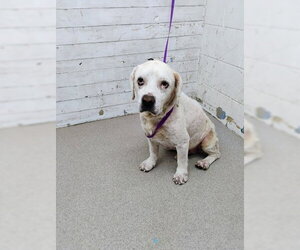 Mutt Dogs for adoption in San Bernardino, CA, USA