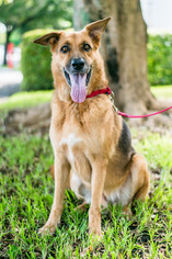 German Shepherd Dog Dogs for adoption in Miami, FL, USA