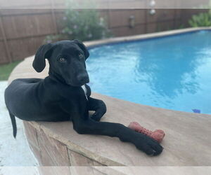 German Shorthaired Pointer-Unknown Mix Dogs for adoption in Fort Worth, TX, USA