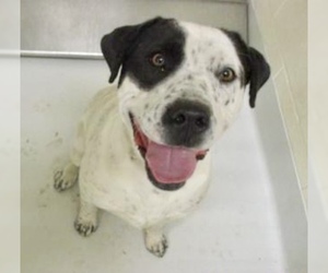 Dalmatian Dogs for adoption in Pampa, TX, USA