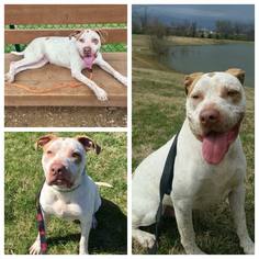 American Pit Bull Terrier-Unknown Mix Dogs for adoption in Goodlettsville, TN, USA