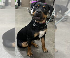 Rottweiler-Unknown Mix Dogs for adoption in Forestville, MD, USA