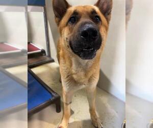German Shepherd Dog Dogs for adoption in Bakersfield, CA, USA