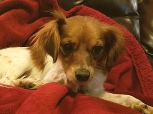 Papshund Dogs for adoption in Wichita, KS, USA
