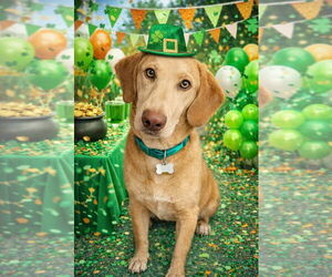 Labrador Retriever-Unknown Mix Dogs for adoption in Myrtle Beach, SC, USA