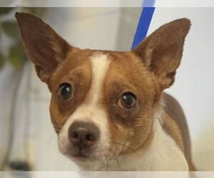 Chihuahua-Unknown Mix Dogs for adoption in Redwood City, CA, USA