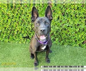 Bull Terrier-German Shepherd Dog Mix Dogs for adoption in West Palm Beach, FL, USA