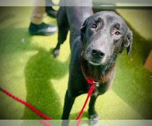 Anatolian Shepherd-Labrador Retriever Mix Dogs for adoption in Orlando, FL, USA