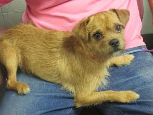 Border Terrier Dogs for adoption in Richmond, IN, USA