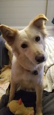 Golden Labrador Dogs for adoption in Holly Springs, NC, USA