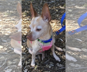 Chipin Dogs for adoption in Sonora, CA, USA
